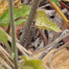 Myrmeleontidae (family) (Unidentified Antlion Lacewing) at Namadgi National Park - 6 Jan 2021 by RodDeb