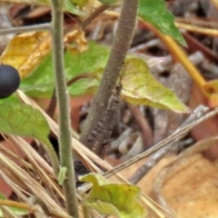 Myrmeleontidae (family) at Tennent, ACT - 6 Jan 2021