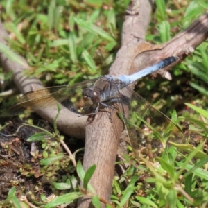 Orthetrum caledonicum at Paddys River, ACT - 6 Jan 2021