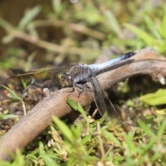 Orthetrum caledonicum at Paddys River, ACT - 6 Jan 2021