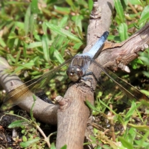 Orthetrum caledonicum at Paddys River, ACT - 6 Jan 2021