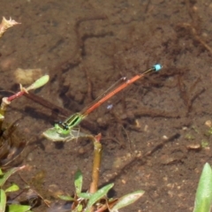 Ischnura aurora (Aurora Bluetail) at Paddys River, ACT - 6 Jan 2021 by RodDeb