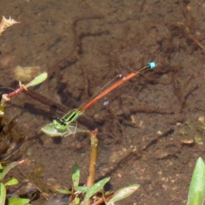 Ischnura aurora at Paddys River, ACT - 6 Jan 2021 11:39 AM