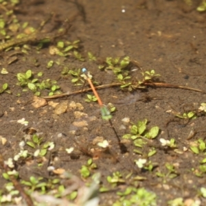 Ischnura aurora at Paddys River, ACT - 6 Jan 2021 11:39 AM