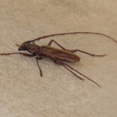 Pachydissus sp. (genus) (Longhorn or longicorn beetle) at Namadgi National Park - 6 Jan 2021 by RodDeb