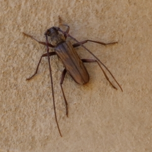 Pachydissus sp. (genus) at Paddys River, ACT - 6 Jan 2021