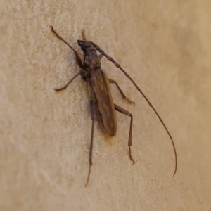 Pachydissus sp. (genus) at Paddys River, ACT - 6 Jan 2021