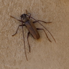 Pachydissus sp. (genus) at Paddys River, ACT - 6 Jan 2021 01:14 PM