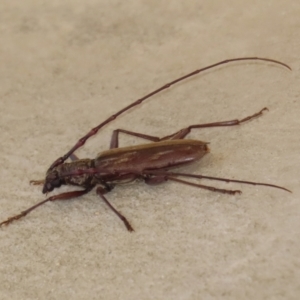 Pachydissus sp. (genus) at Paddys River, ACT - 6 Jan 2021