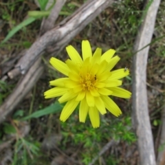 Microseris walteri (Yam Daisy, Murnong) at Nangus, NSW - 11 Oct 2015 by abread111