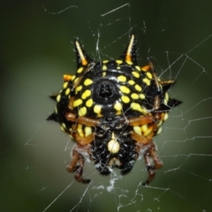 Austracantha minax (Christmas Spider, Jewel Spider) at Acton, ACT - 7 Jan 2021 by TimL