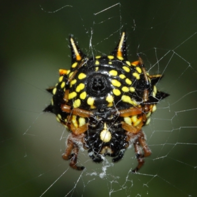Austracantha minax (Christmas Spider, Jewel Spider) at Acton, ACT - 6 Jan 2021 by TimL