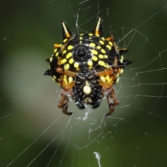 Austracantha minax at Acton, ACT - 7 Jan 2021