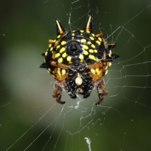 Austracantha minax at Acton, ACT - 7 Jan 2021