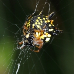 Austracantha minax at Acton, ACT - 7 Jan 2021