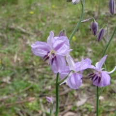 Arthropodium strictum (Chocolate Lily) at Nangus, NSW - 11 Oct 2015 by abread111