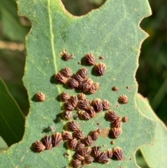 Spondyliaspis plicatuloides (Shell Lerps) at Murrumbateman, NSW - 7 Jan 2021 by SimoneC