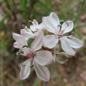 Burchardia umbellata at Nangus, NSW - 11 Oct 2015 01:34 PM