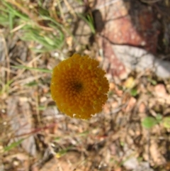 Leptorhynchos squamatus at Nangus, NSW - 11 Oct 2015