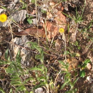 Leptorhynchos squamatus at Nangus, NSW - 11 Oct 2015