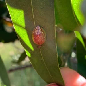 Paropsisterna decolorata at Murrumbateman, NSW - 7 Jan 2021
