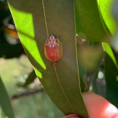 Paropsisterna decolorata (A Eucalyptus leaf beetle) at Murrumbateman, NSW - 7 Jan 2021 by SimoneC