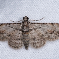 Chloroclystis insigillata (Chloroclystis insigillata) at Melba, ACT - 21 Dec 2020 by kasiaaus