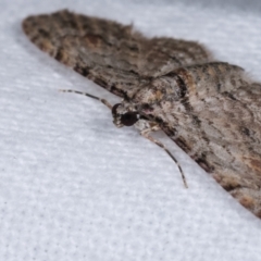 Chloroclystis insigillata at Melba, ACT - 21 Dec 2020 12:01 AM