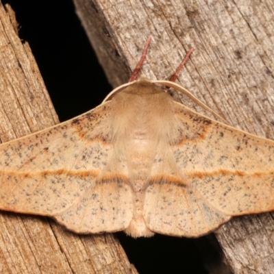 Antictenia punctunculus (A geometer moth) at Melba, ACT - 20 Dec 2020 by kasiaaus