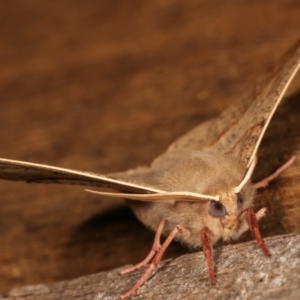 Antictenia punctunculus at Melba, ACT - 21 Dec 2020 12:04 AM