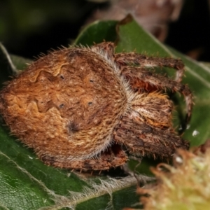 Araneinae (subfamily) at Melba, ACT - 21 Dec 2020 12:09 AM