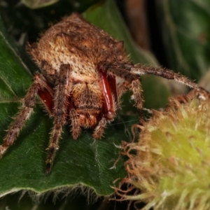 Araneinae (subfamily) at Melba, ACT - 21 Dec 2020 12:09 AM