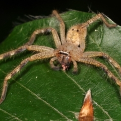 Neosparassus sp. (genus) (Badge huntsman) at Melba, ACT - 21 Dec 2020 by kasiaaus