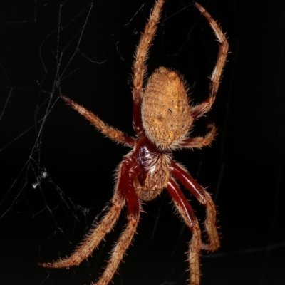 Hortophora sp. (genus) (Garden orb weaver) at Melba, ACT - 20 Dec 2020 by kasiaaus