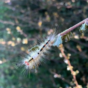 Orgyia anartoides at Murrumbateman, NSW - 7 Jan 2021