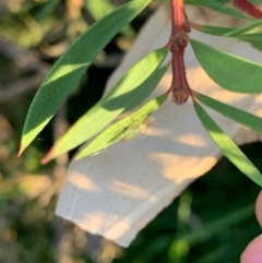 Chironomidae (family) (Non-biting Midge) at Murrumbateman, NSW - 5 Jan 2021 by SimoneC