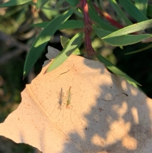 Chironomidae (family) at Murrumbateman, NSW - 5 Jan 2021