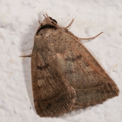 Pantydia sparsa (Noctuid Moth) at Melba, ACT - 21 Dec 2020 by kasiaaus