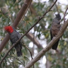 Callocephalon fimbriatum (Gang-gang Cockatoo) at Broulee Moruya Nature Observation Area - 7 Jan 2021 by LisaH