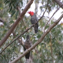 Callocephalon fimbriatum at Moruya, NSW - 7 Jan 2021