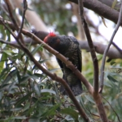 Callocephalon fimbriatum at Moruya, NSW - suppressed