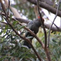 Callocephalon fimbriatum at Moruya, NSW - suppressed