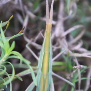 Acrida conica at Moruya, NSW - suppressed