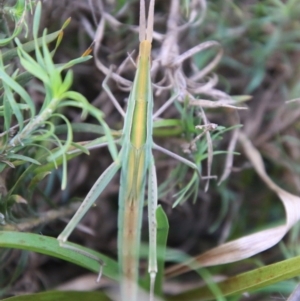 Acrida conica at Moruya, NSW - suppressed