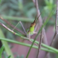 Acrida conica at Moruya, NSW - suppressed