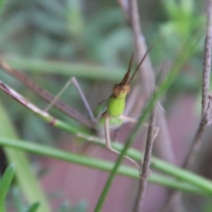 Acrida conica at Moruya, NSW - 7 Jan 2021