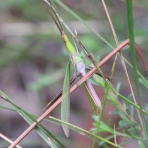 Acrida conica at Moruya, NSW - 7 Jan 2021