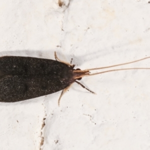 Lecithocera terrigena at Melba, ACT - 21 Dec 2020