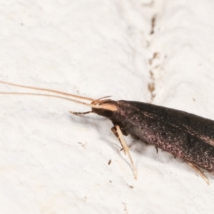 Lecithocera terrigena at Melba, ACT - 21 Dec 2020