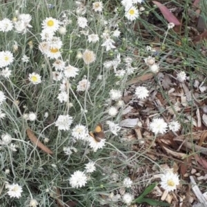 Lucia limbaria at Weston, ACT - 7 Jan 2021 10:30 PM